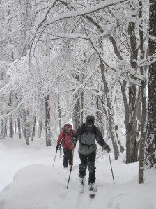 dans la forêt