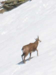 chamois.jpg